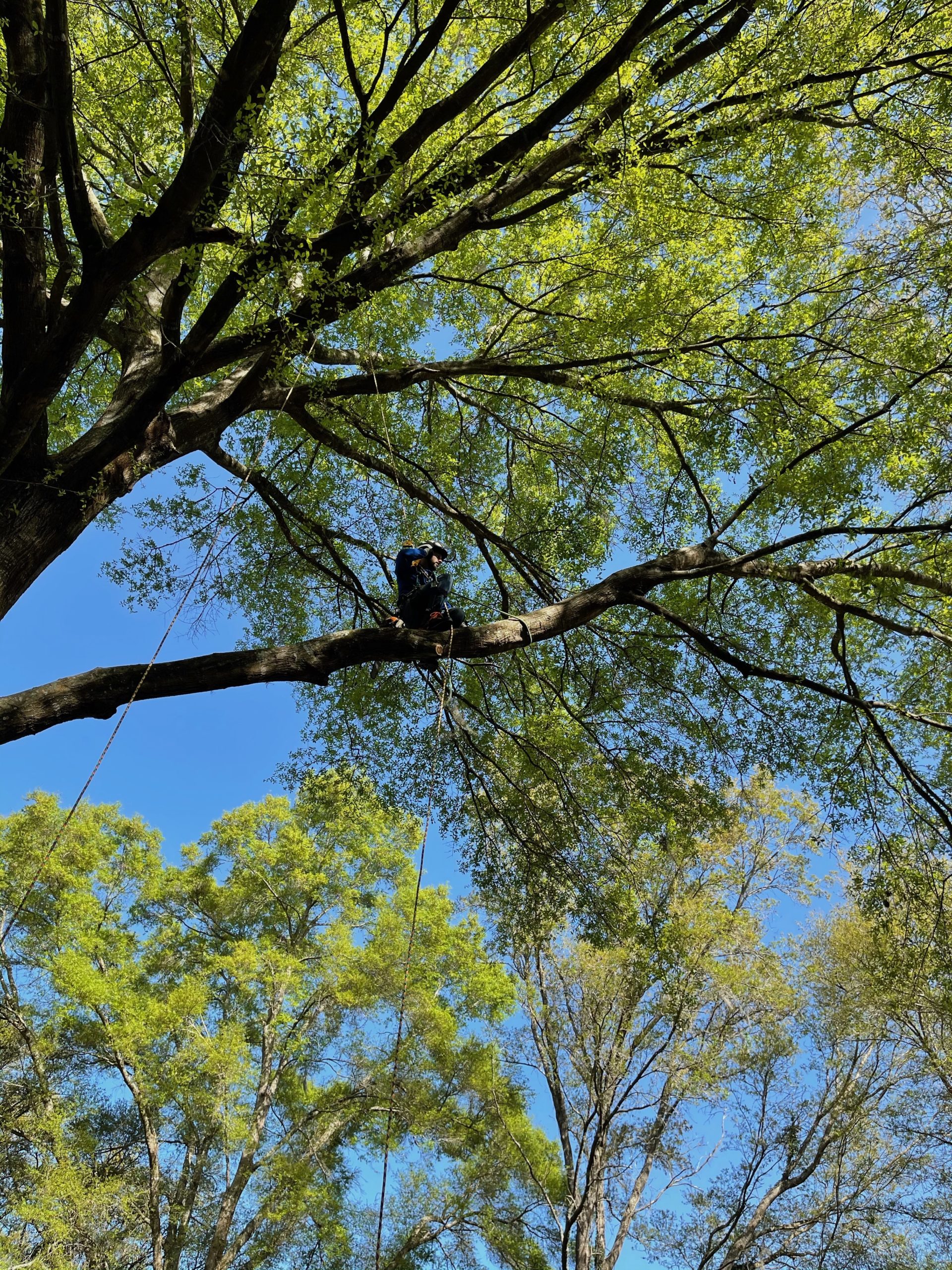 Tree Trimming and Removal in Gainesville Silver Leaf Tree Service